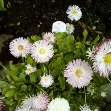 English Daisy