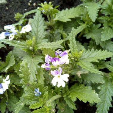 Verbena (Bedding)