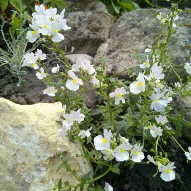 Nemesia 'Wisley Vanilla'