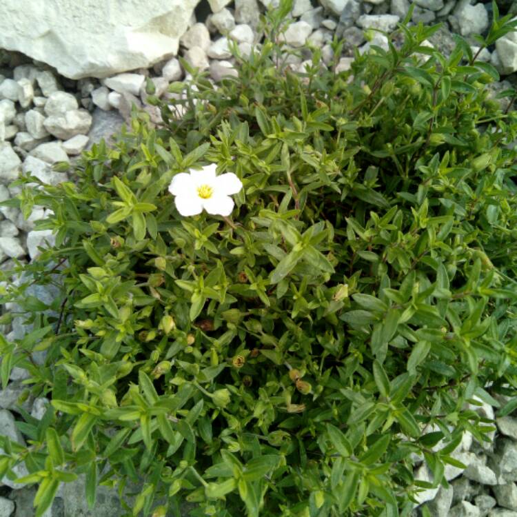 Plant image Arenaria Montana