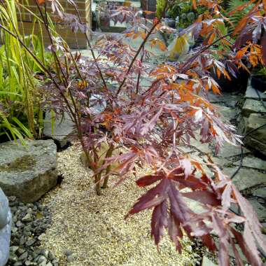 Japanese Maple