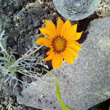 Treasure Flower