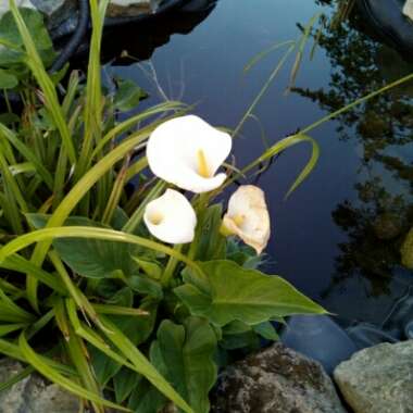 Calla Lily