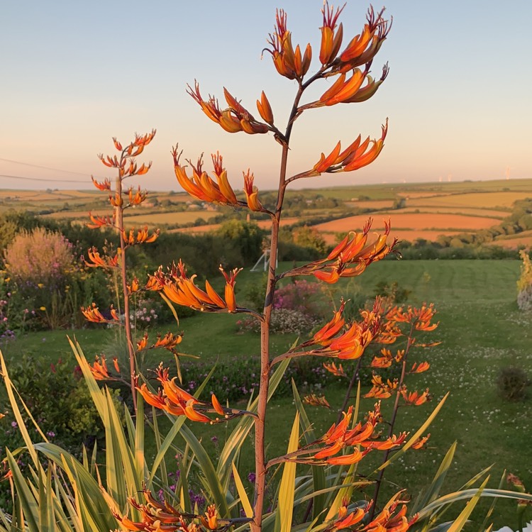 Plant image Phormium tenax Variegata