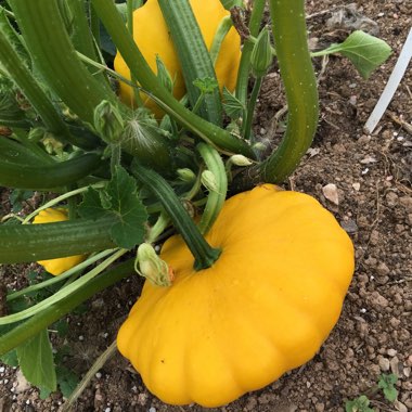 Cucurbita pepo 'Patisson Golden Marbre Scallop'