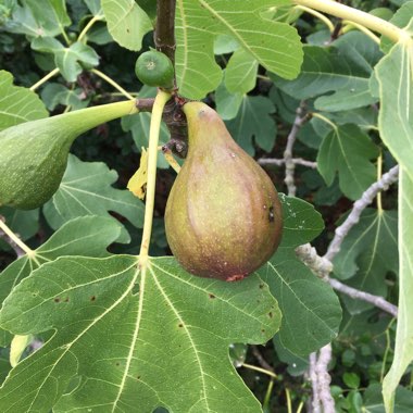 Ficus carica