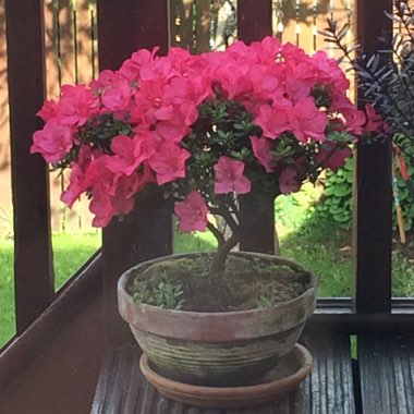 Azalea