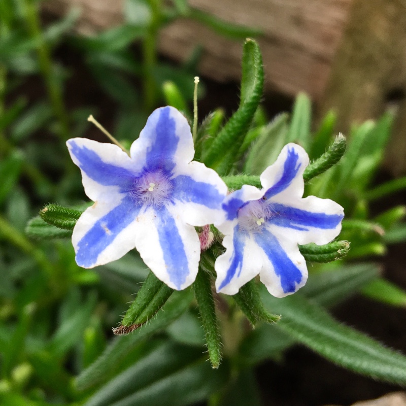 Plant image Lithodora diffusa 'Blue Star'