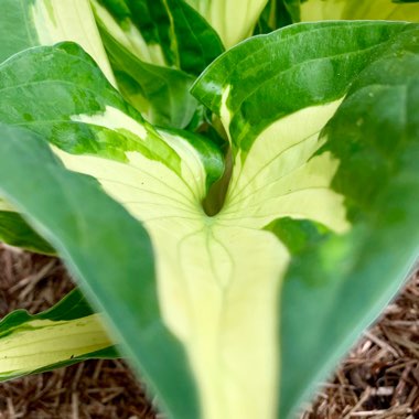 Hosta 'Ghost Spirit'