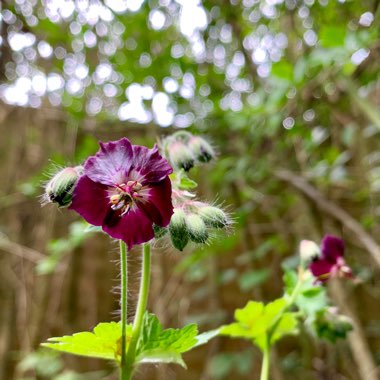 Geranium phaeum