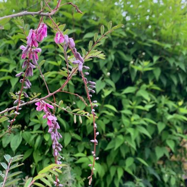 Indigofera pendula