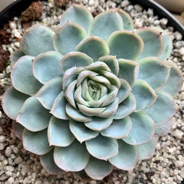 Echeveria Elegans Hybrid