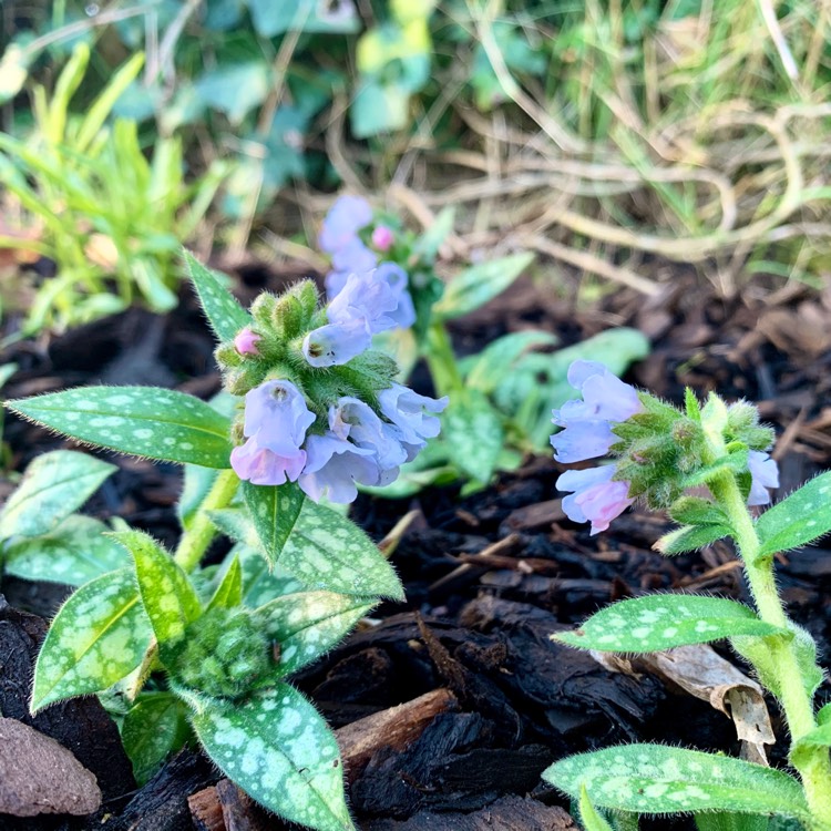 Plant image Pulmonaria 'Opal'