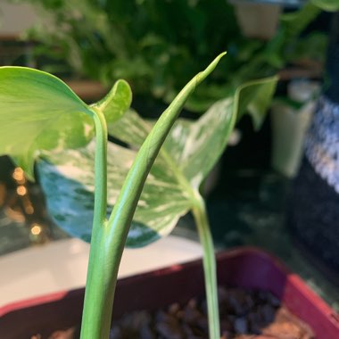 Monstera deliciosa 'Borsigiana Albovariegata' syn. Monstera borsigiana 'Albovariegata'