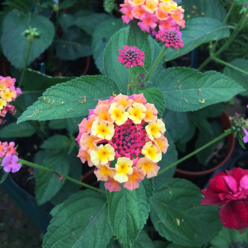 Lantana camara