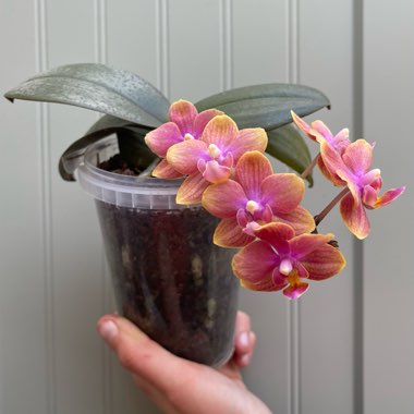 Moth Orchid