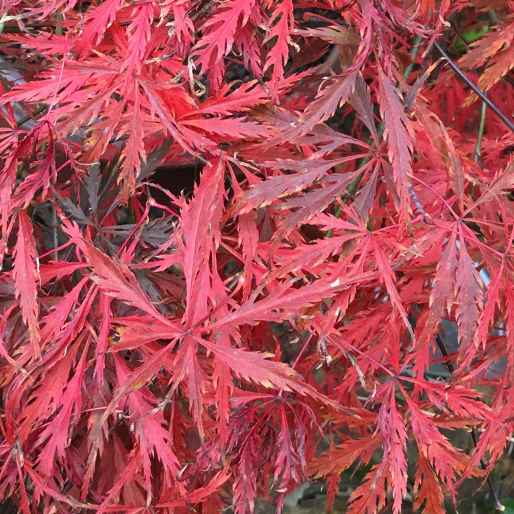 Acer Palmatum Dissectum 'Heartbeat', Japanese Maple 'Heartbeat ...