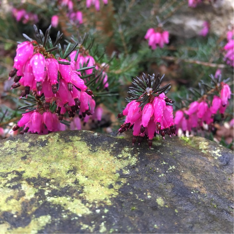 Plant image Erica carnea 'Myretoun Ruby'