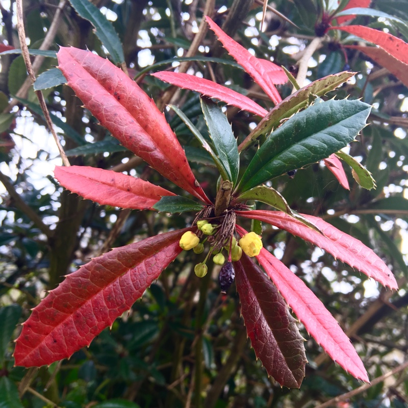 Plant image Berberis julianae