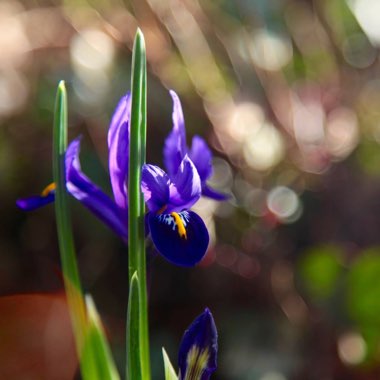 Iris 'George' syn. Iris reticulata 'George',  Iris histrioides 'George'