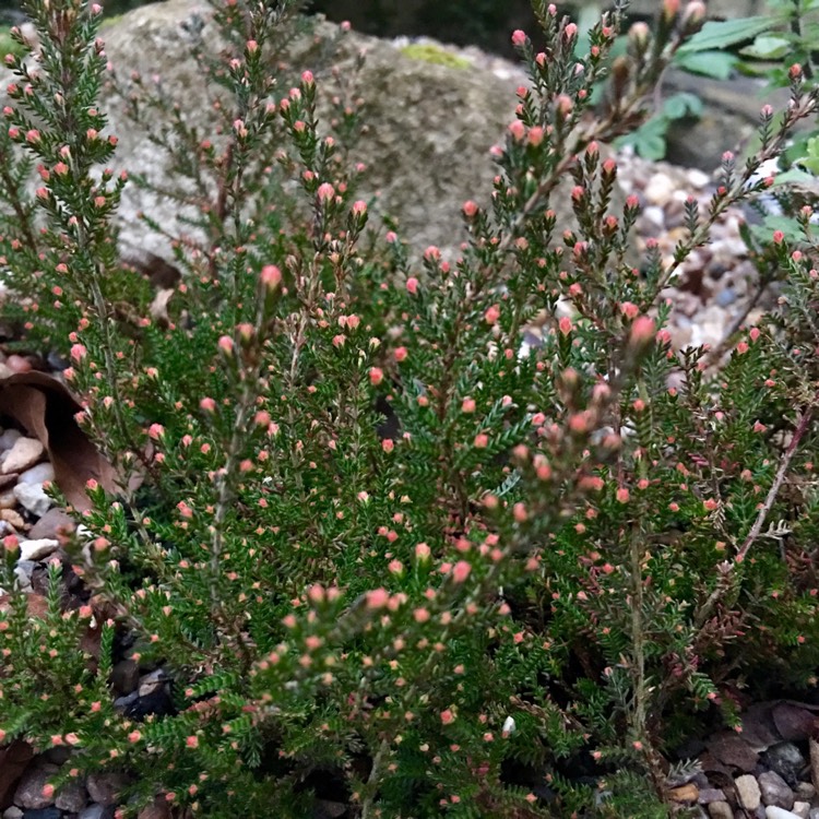 Plant image Calluna vulgaris 'Forest Fire'