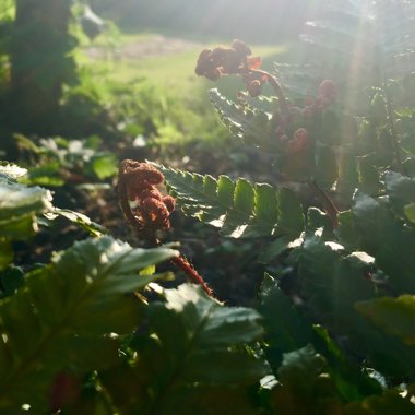 Dryopteris Erythrosora