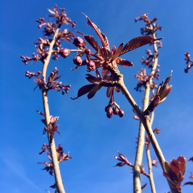 Prunus Serrulata 'Royal Burgundy'