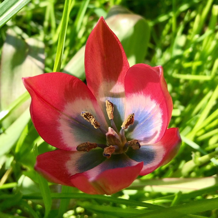 Plant image Tulipa 'Little Beauty' syn. Tulipa humilis 'Little Beauty'