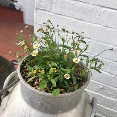 Erigeron karvinskianus