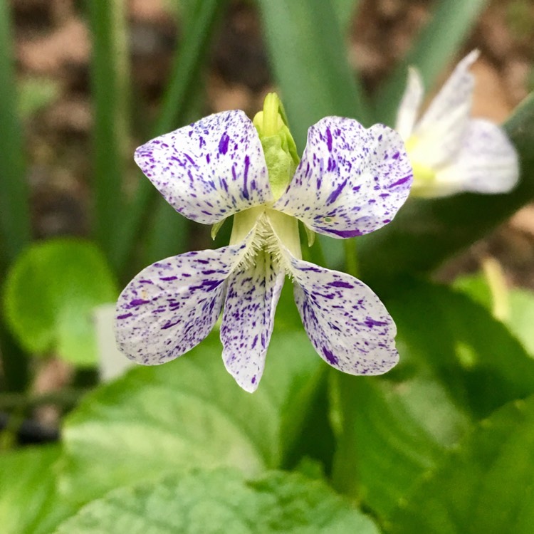 Plant image Viola sororia 'Freckles'