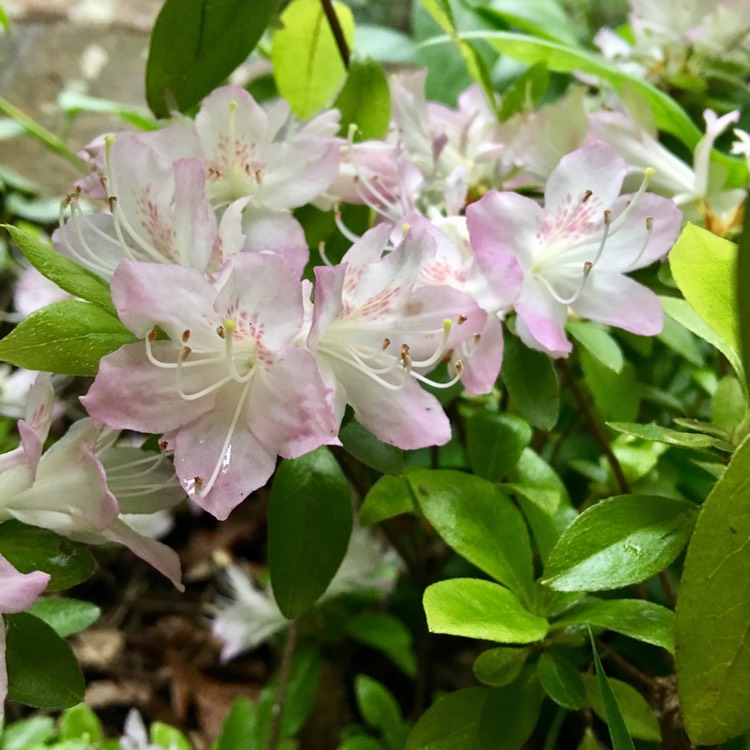 Plant image Rhododendron 'Apple Blossom'