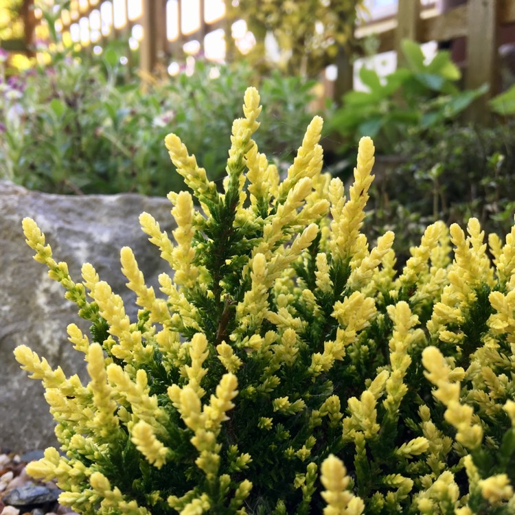 Plant image Calluna vulgaris 'Sun Sprinkles'