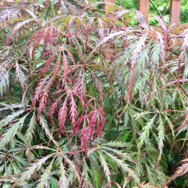 Acer palmatum 'Heartbeat' (Dissectum Group) syn. Acer palmatum var. dissectum 'Heartbeat'