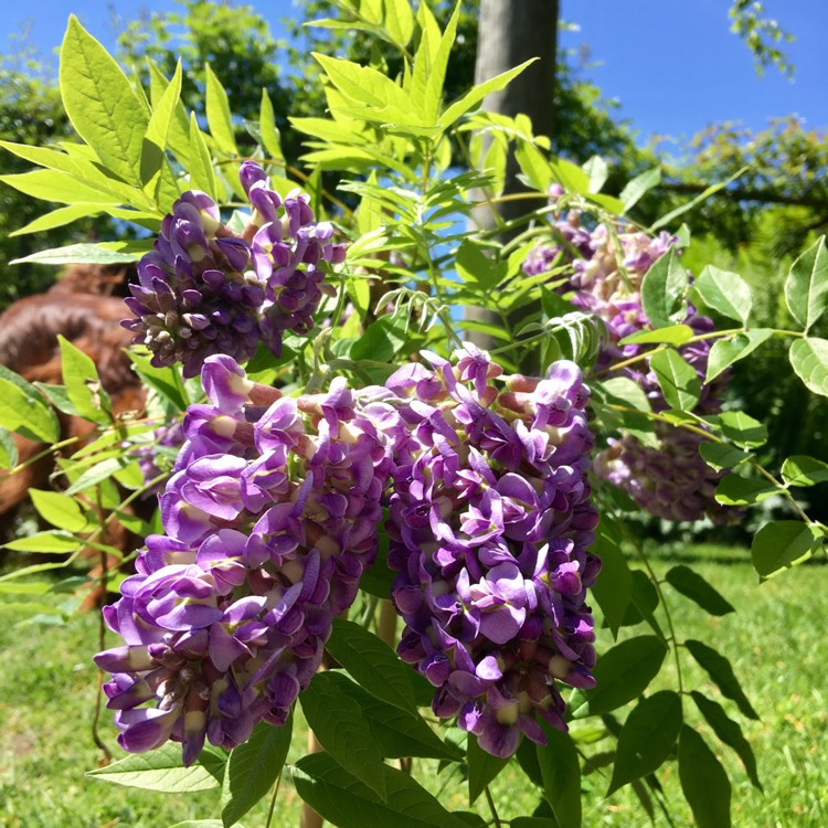 Plant image Wisteria frutescens 'Amethyst Falls'