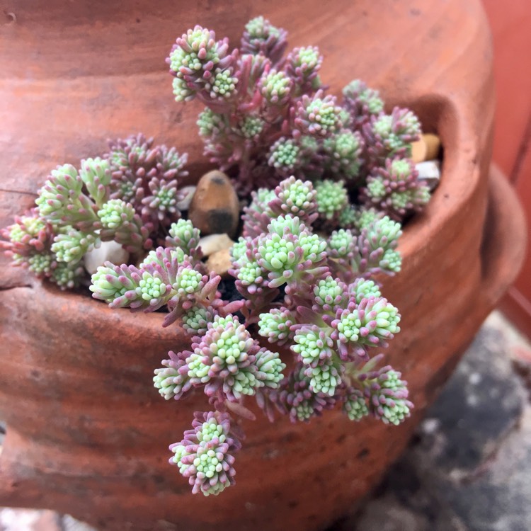 Plant image Sedum hispanicum