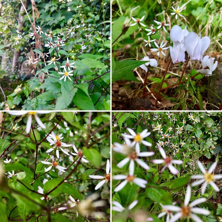 Plant image Aster divaricatus