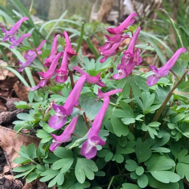 Corydalis solida