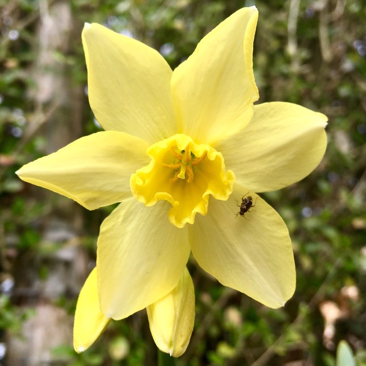 Plant image Narcissus 'Pipit'