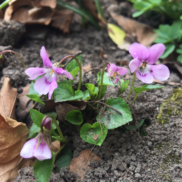 Plant image Viola riviniana 'Rosea'