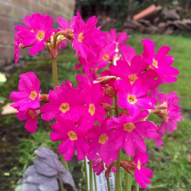 Primula Rosea Grandiflora