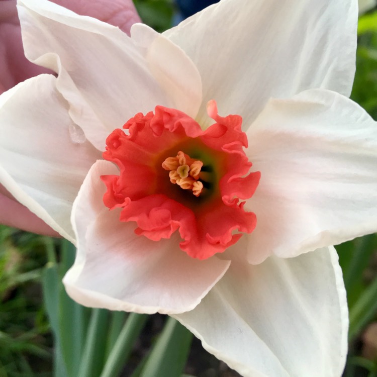 Plant image Narcissus 'Decoy'