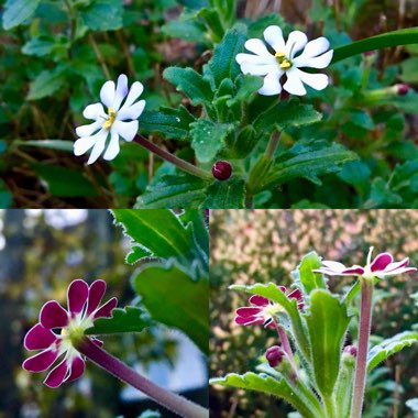 Zaluzianskya ovata 'Star Balsam'