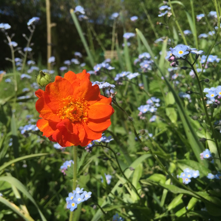 Plant image Geum 'Prinses Juliana Double'