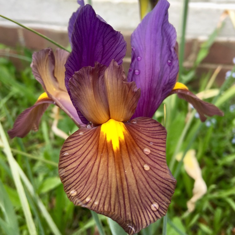 Iris x hollandica 'Eye of the Tiger', Dutch Iris 'Eye of the Tiger ...