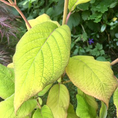 Hydrangea macrophylla 'Gold Rush'