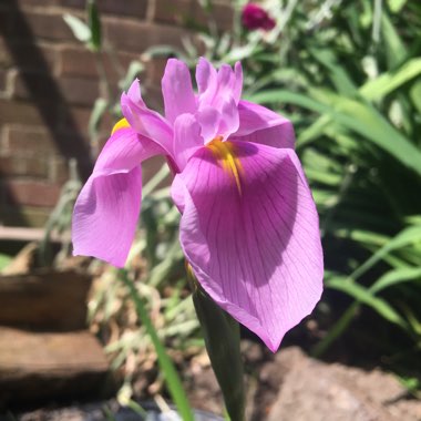 Iris ensata 'Rose Queen'