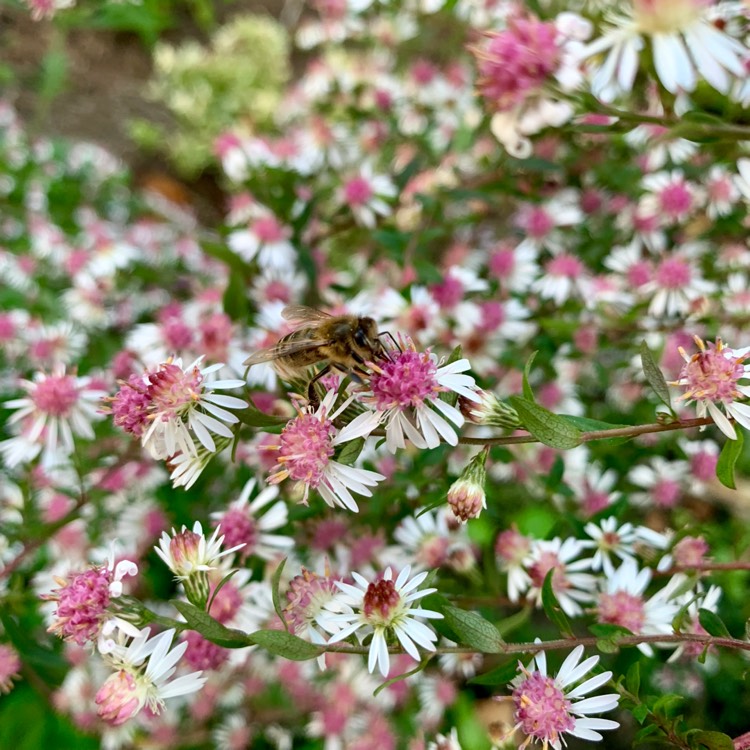 Plant image Aster laterifolius 'Lady in Black'