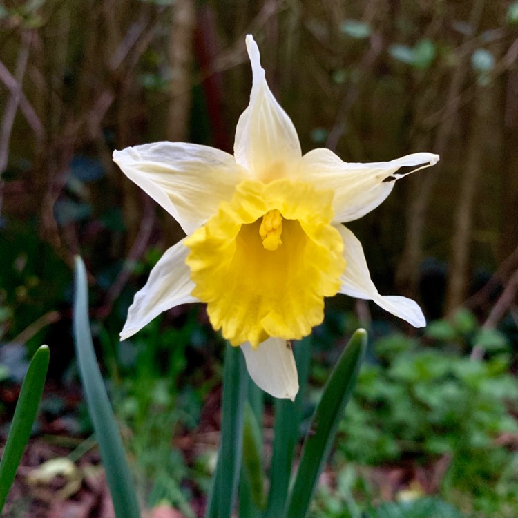 Plant image Narcissus lobularis