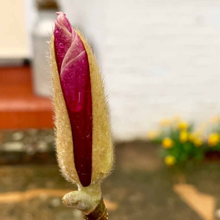 Plant image Magnolia x soulangeana 'Red Lucky'