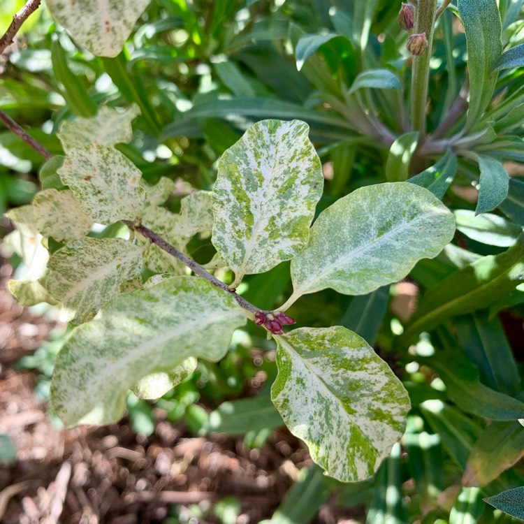 Plant image Pittosporum tenuifolium 'Irene Paterson'